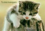 miaou miaou...
